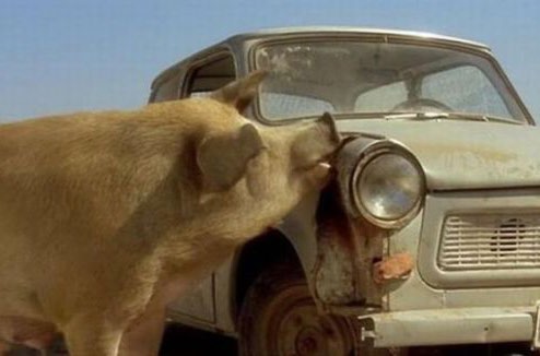 第一部分题图:电影《黑猫白猫》中的猪与汽车